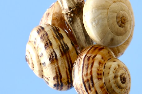 为什么蜗牛原液会成为护肤圈的新宠？