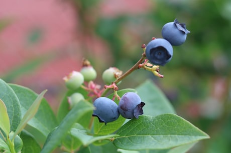 尝鲜蓝莓丨探寻全球蓝莓园摄影之美