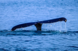鲸宾，世界上最大的鱼类