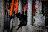 blackcat(探秘黑猫：神秘与幸运的象征)