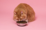 最新最全的猫咪视频，让你看猫看个够！